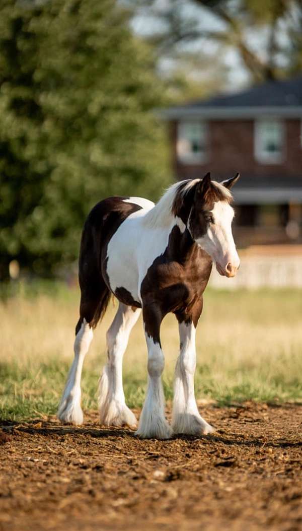 gypsy-vanner-filly