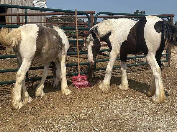 gypsy-vanner-horse-for-sale