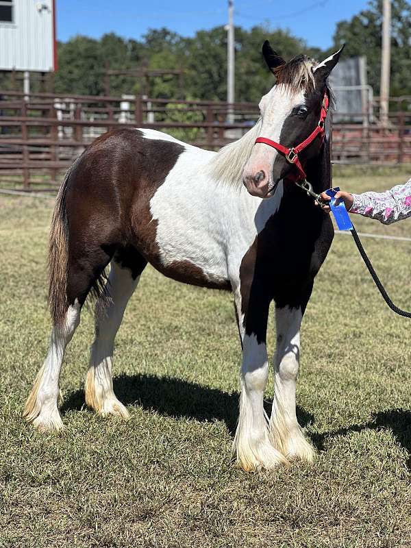 gypsy-vanner-horse