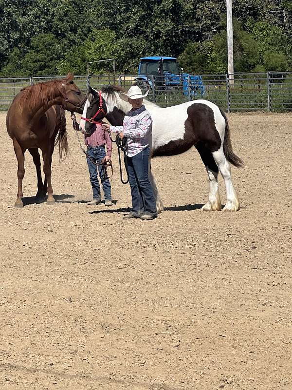 gypsy-vanner