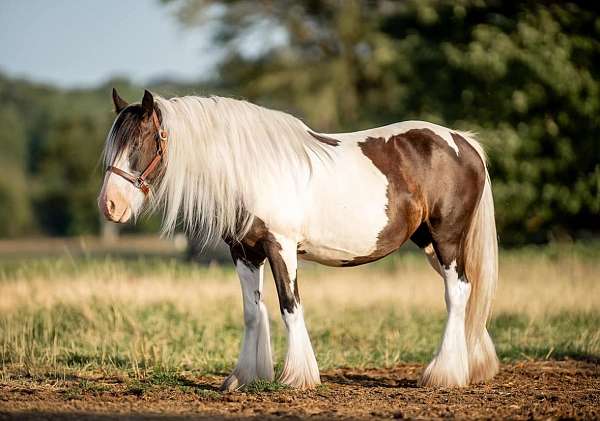 equipment-gypsy-vanner-horse