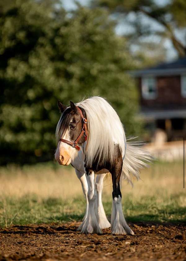 fun-shows-gypsy-vanner-horse