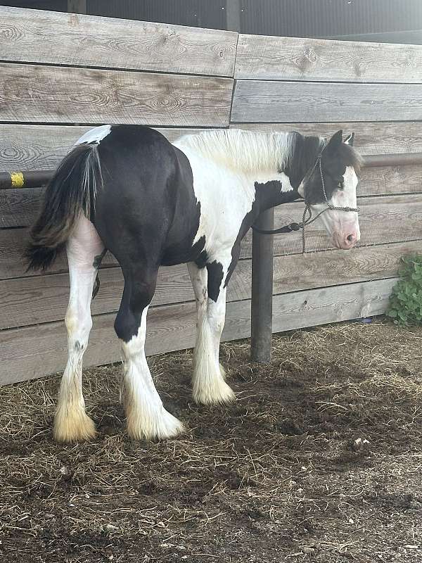 wagons-gypsy-vanner-horse