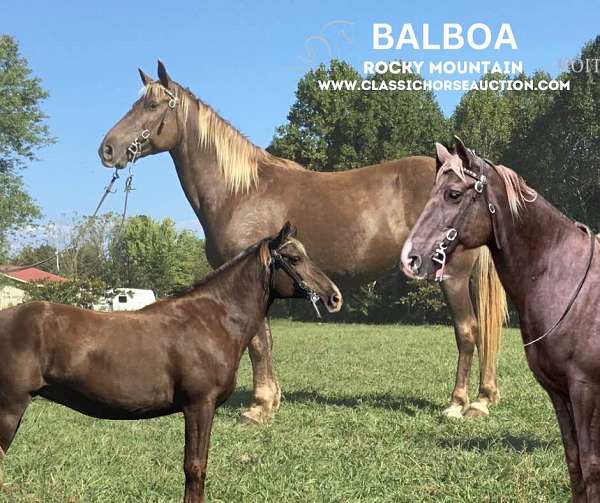 bareback-rocky-mountain-horse