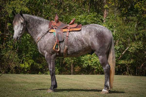 all-around-percheron-horse