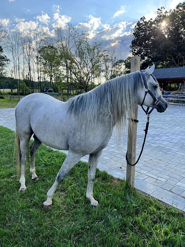 white-arabian-stallion