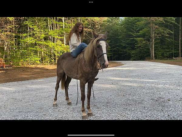 silver-dapple-gelding-tennessee-walking-horse