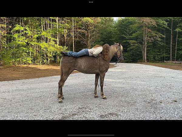 super-sweet-gentle-tennessee-walking-horse