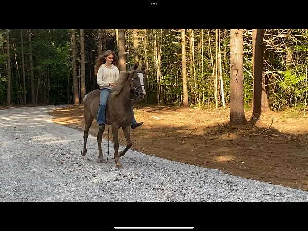 silver-dapple-gelding-horse