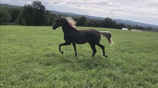 and-easy-to-handle-tennessee-walking-horse