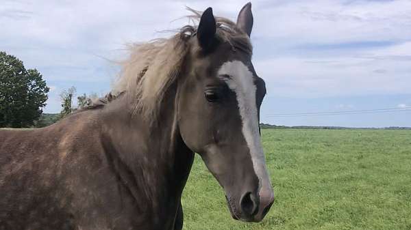 anything-tennessee-walking-horse