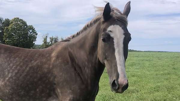 attention-tennessee-walking-horse