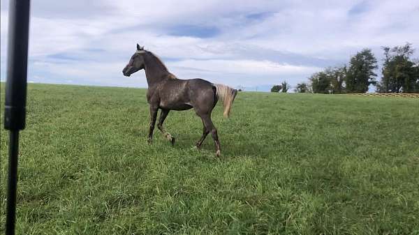 barn-tennessee-walking-horse