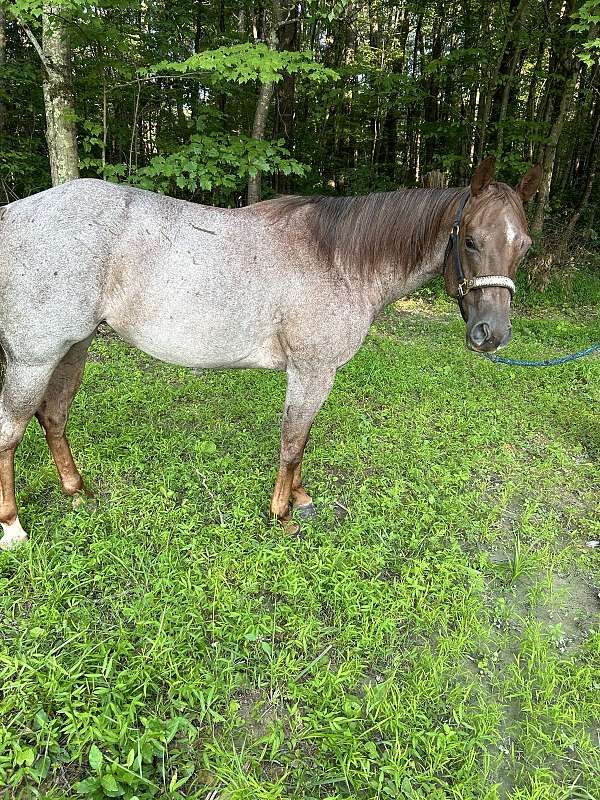 red-roan-roan-show-youth-horse