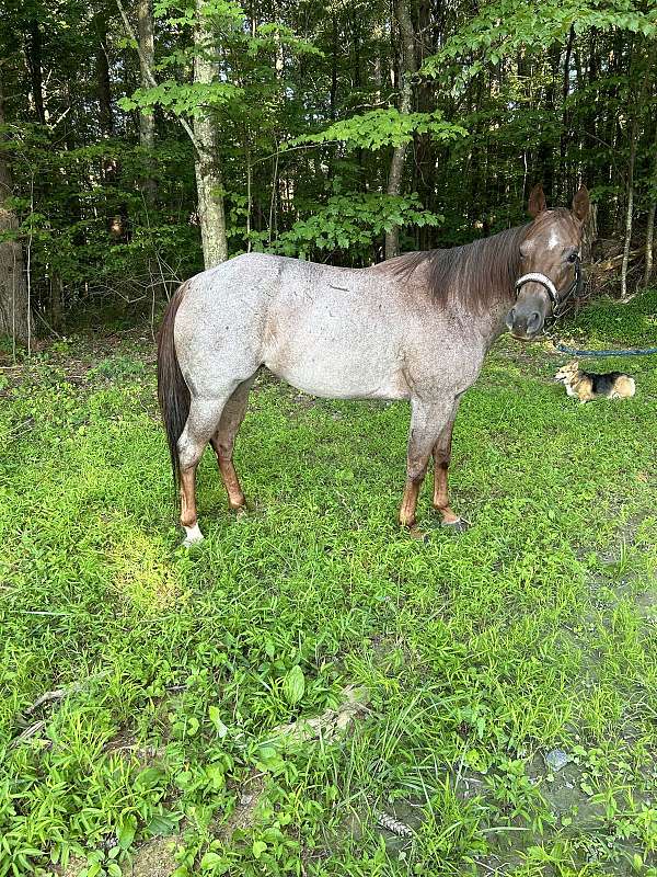 quarter-horse-mare