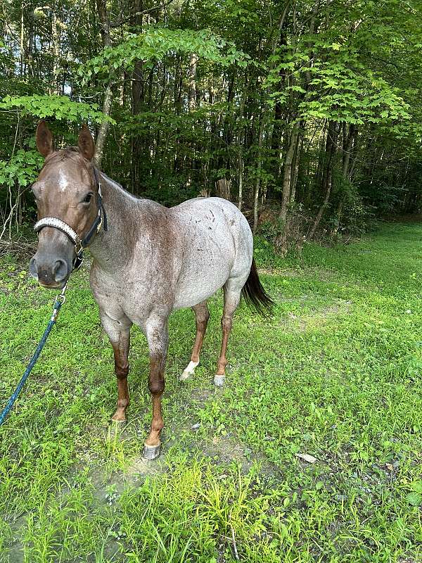 quarter-horse-for-sale