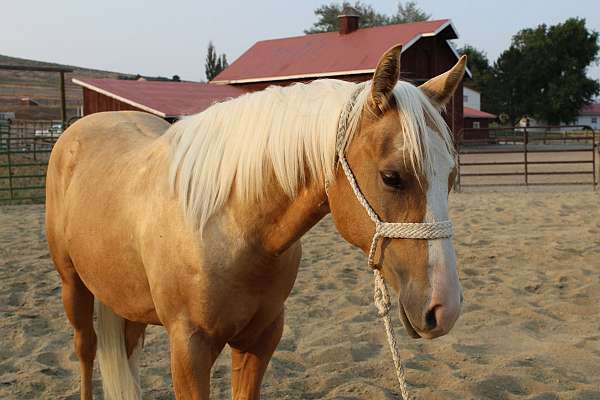 quarter-horse-gelding