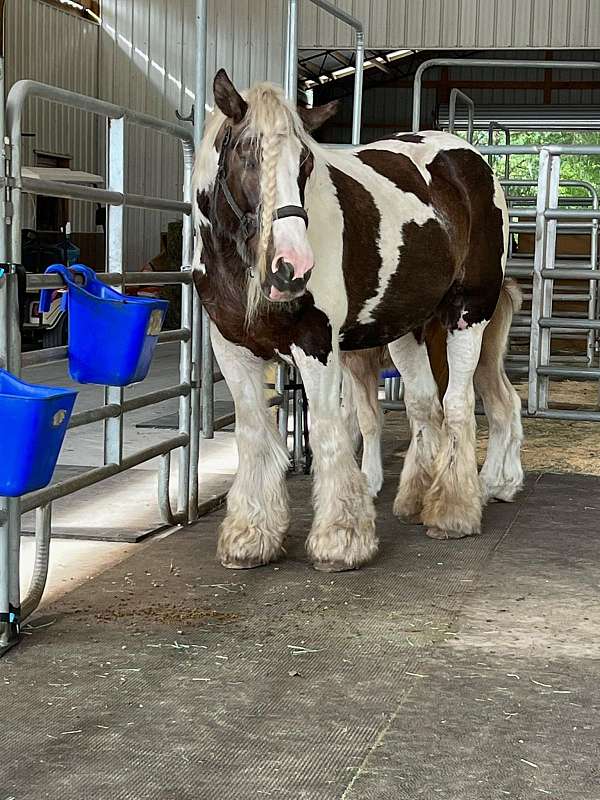 black-tobiano-gvhs-mare-foal