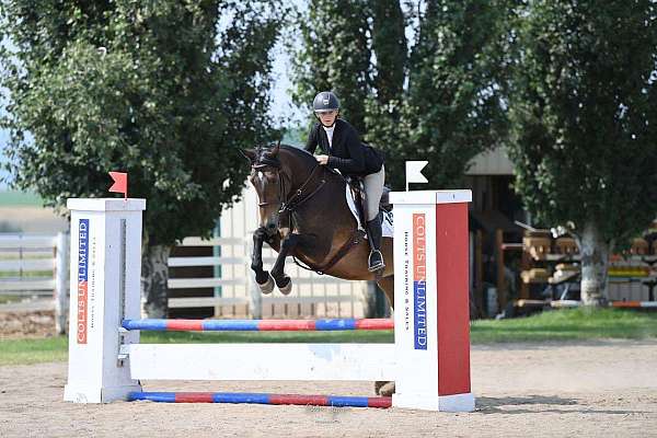 dressage-warmblood-horse