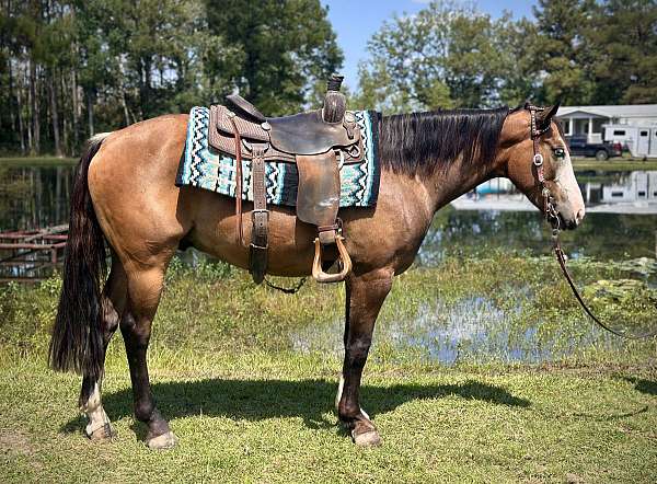 one-blue-eye-gelding