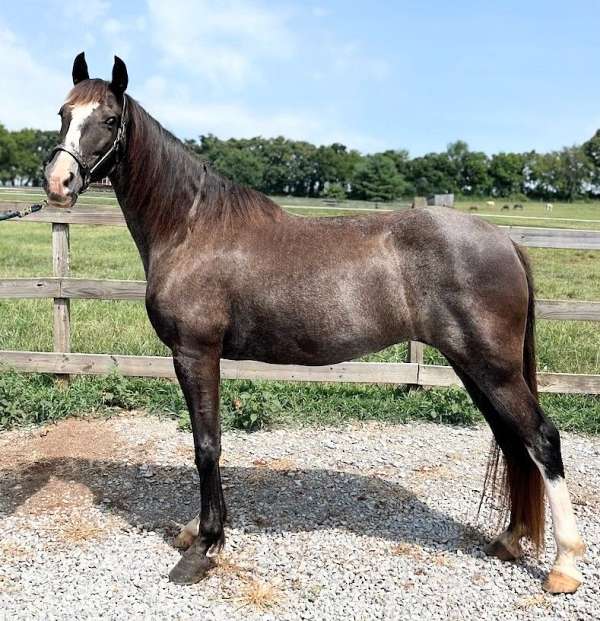 black-sabino-horse