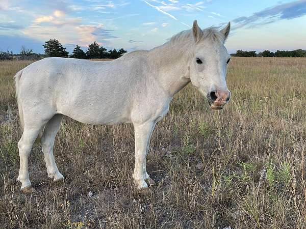 bathe-welsh-pony