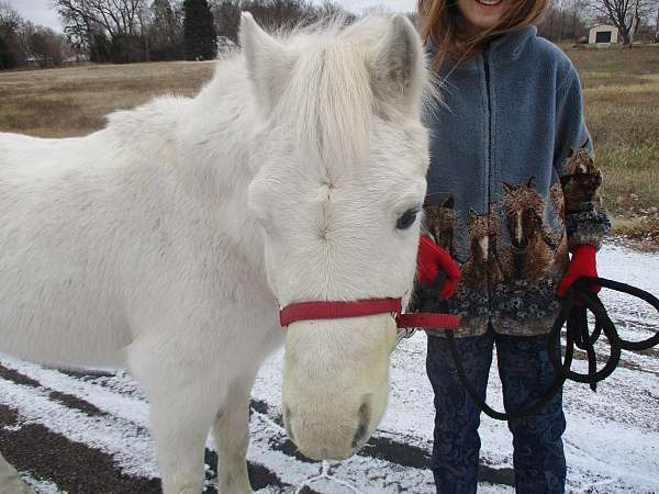 bathe-welsh-pony