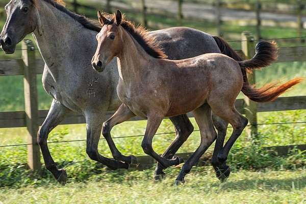 bay-twhbea-filly-mare