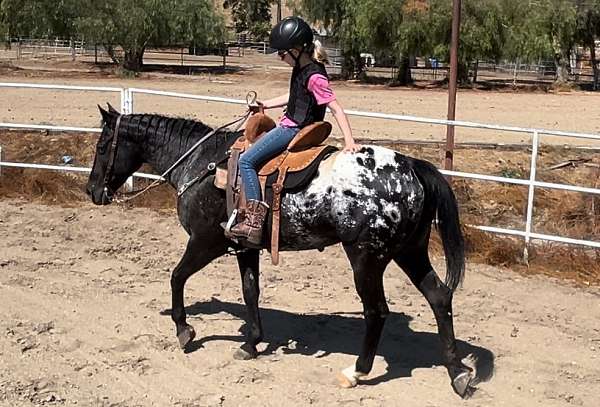 all-around-appaloosa-horse