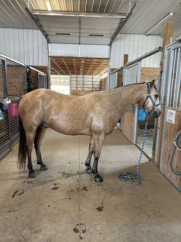 buckskin-broken-strip-horse