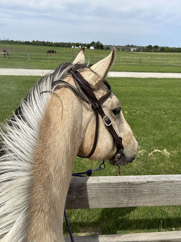 buckskin-star-horse