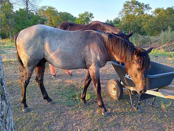 bay-roan-gelding-yearling-for-sale