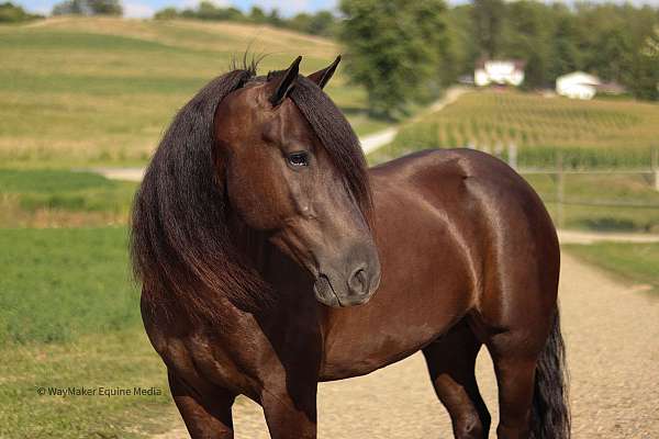 beginner-friesian-horse