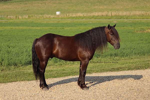 draft-friesian-horse