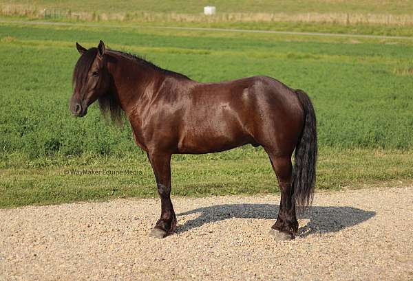 cross-friesian-horse