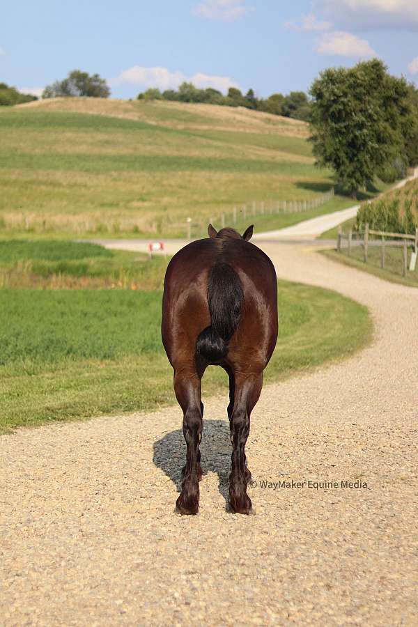 dressage-friesian-horse