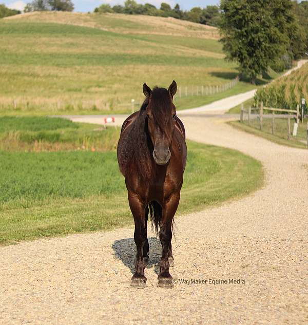 drill-team-friesian-horse