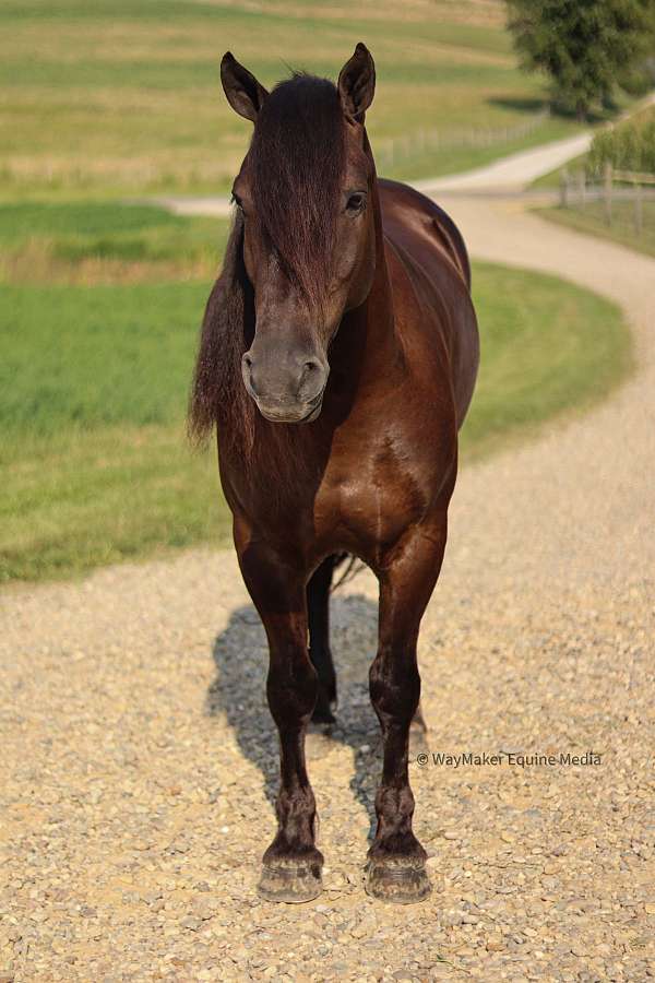 driving-friesian-horse