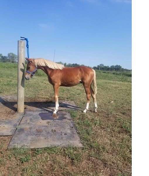 been-shown-national-show-horse