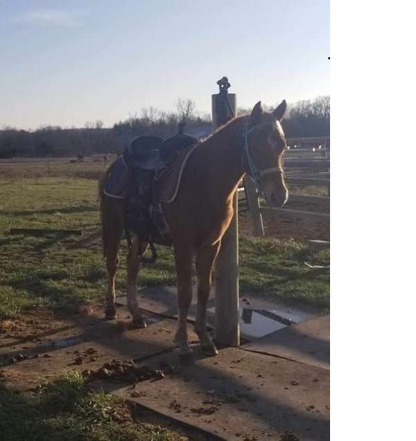 colt-national-show-horse