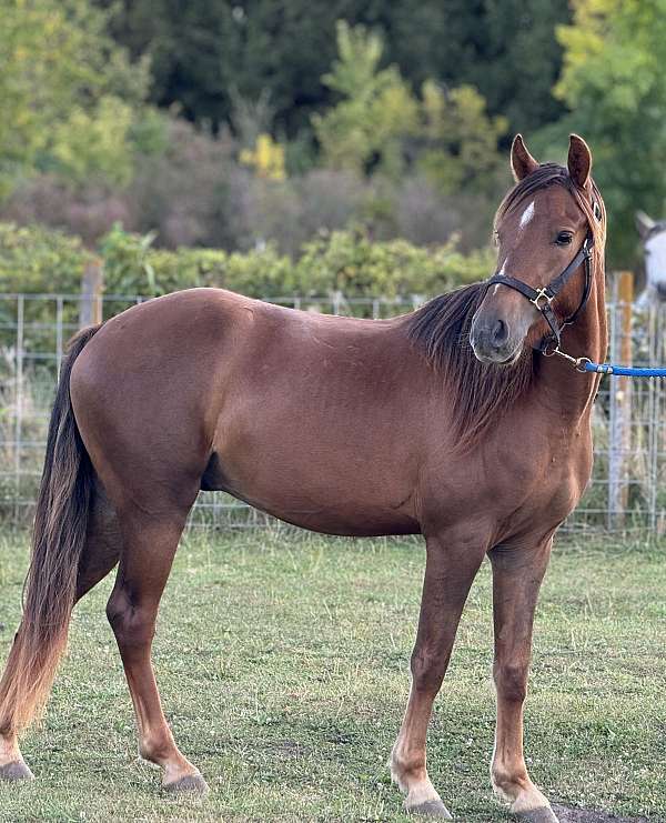 sorrel-connemara-pony-for-sale