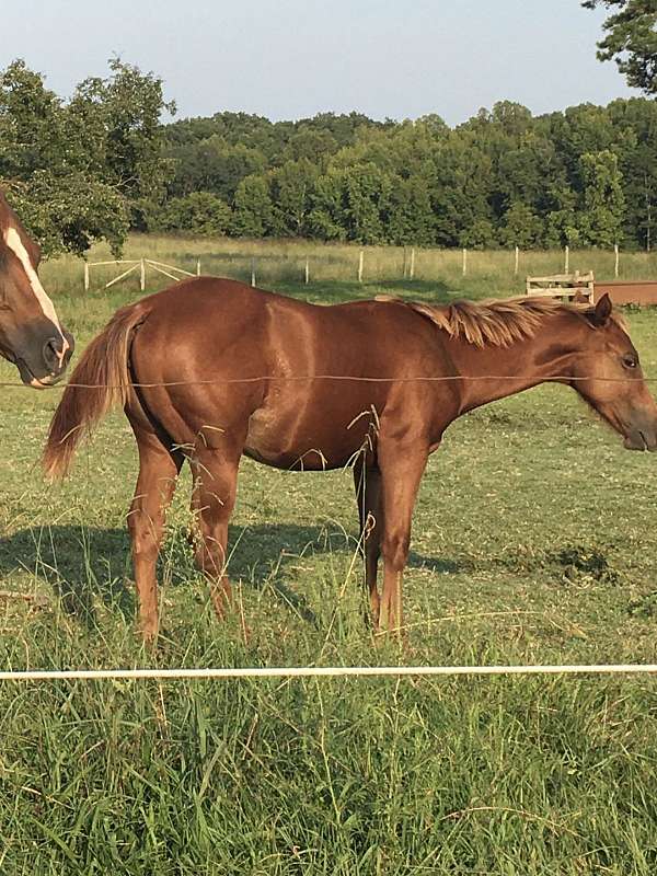 chestnut-roan-cutting-horse