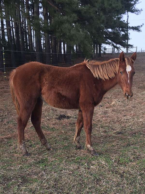 chestnut-roan-cutting-horse