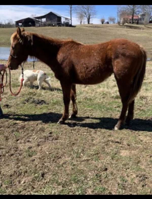 just-weaned-quarter-horse