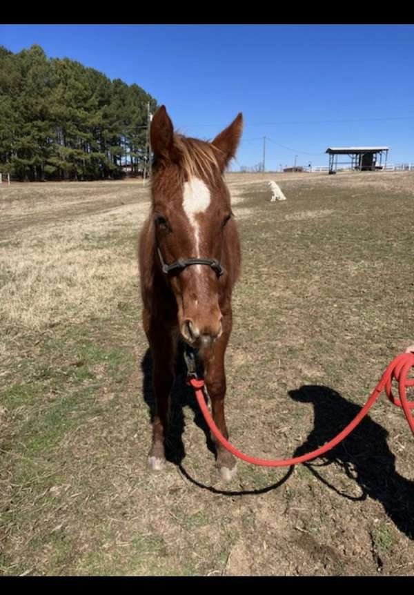 just-weaned-horse