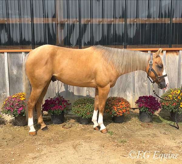 cute-jumper-quarter-horse