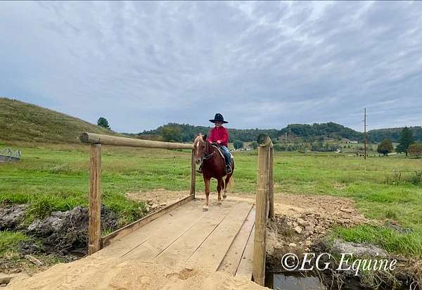 easy-to-saddle-welsh-pony