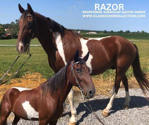 tank-tennessee-walking-horse