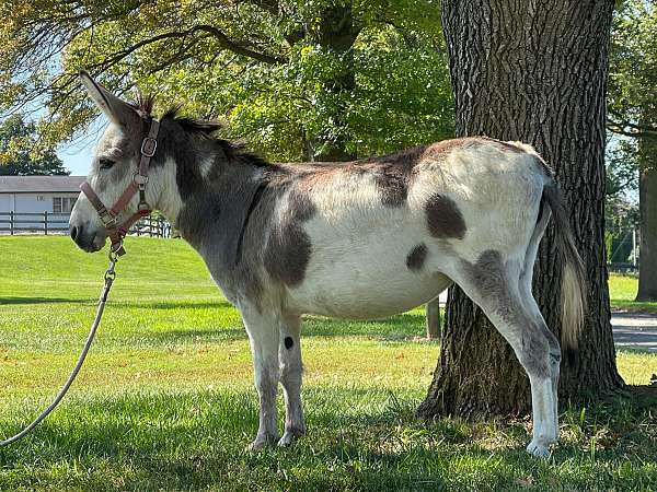 therapy-trained-donkey