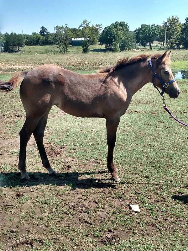 star-white-hind-half-pasterns-horse